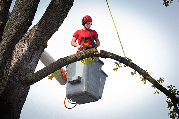 Best Emergency Tree Removal Services  in USA